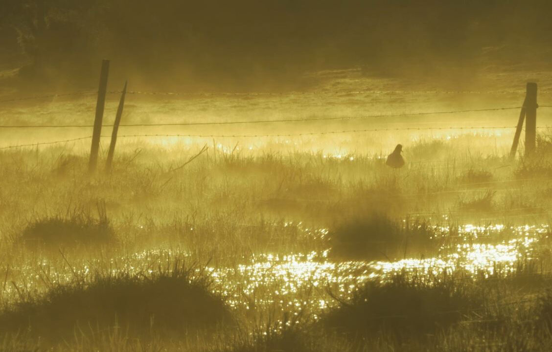 Naturbild från Trio X video Visa från Utanmyra