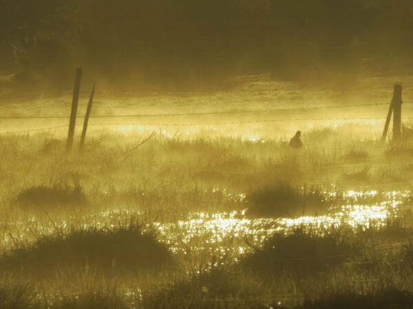 Naturbild från Trio X video Visa från Utanmyra